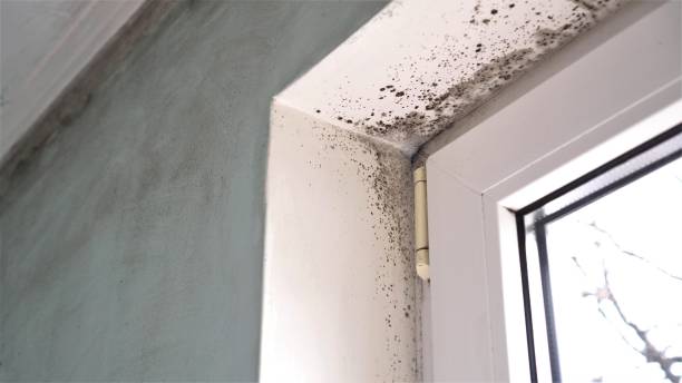 Best Professional Mold Removal  in Penrose, CO