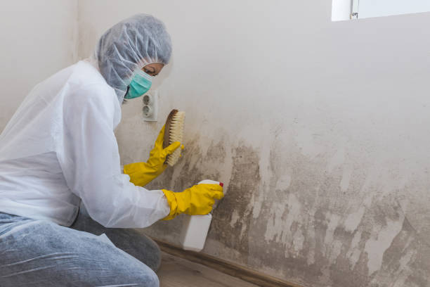 Best Toxic Mold Removal  in Penrose, CO