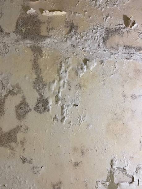 Best Mold Testing  in Penrose, CO