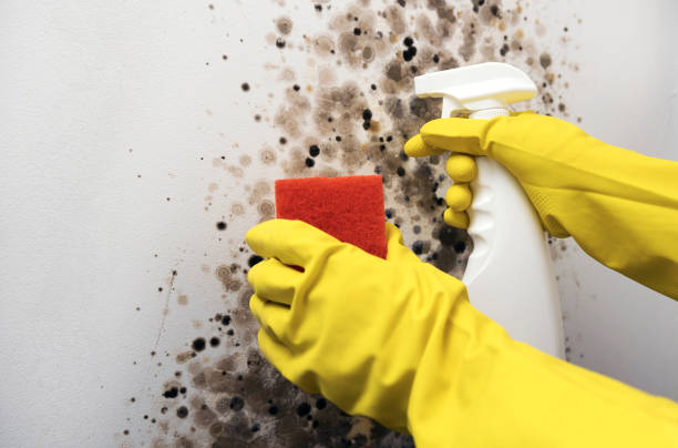 Best Crawl Space Mold Removal  in Penrose, CO