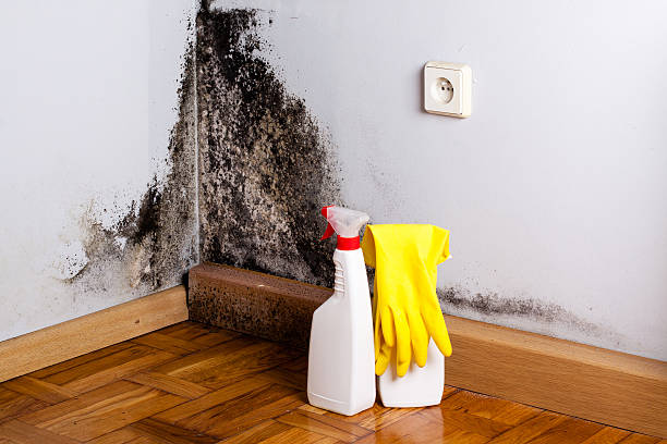 Best Fast Mold Removal  in Penrose, CO