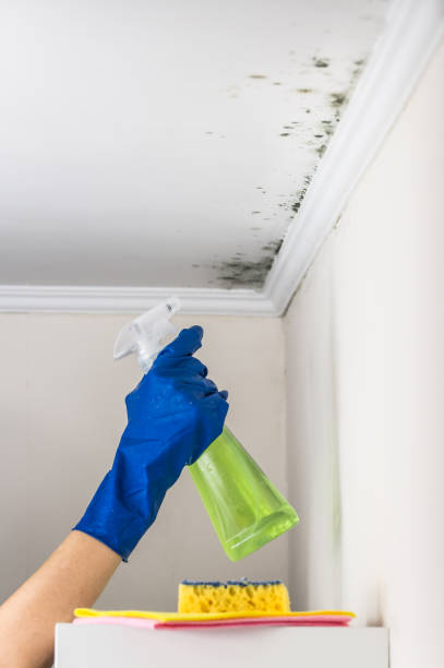 Best Home Mold Removal  in Penrose, CO