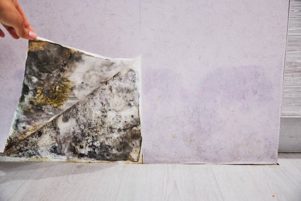 Best Black Mold Removal  in Penrose, CO